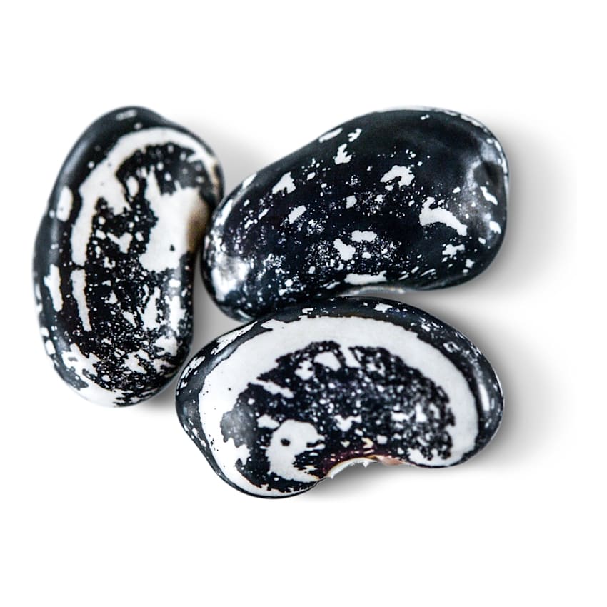 Bean Seeds, Iroquois Skunk Pole