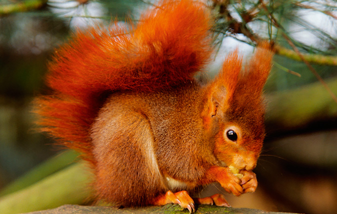 Red Squirrels