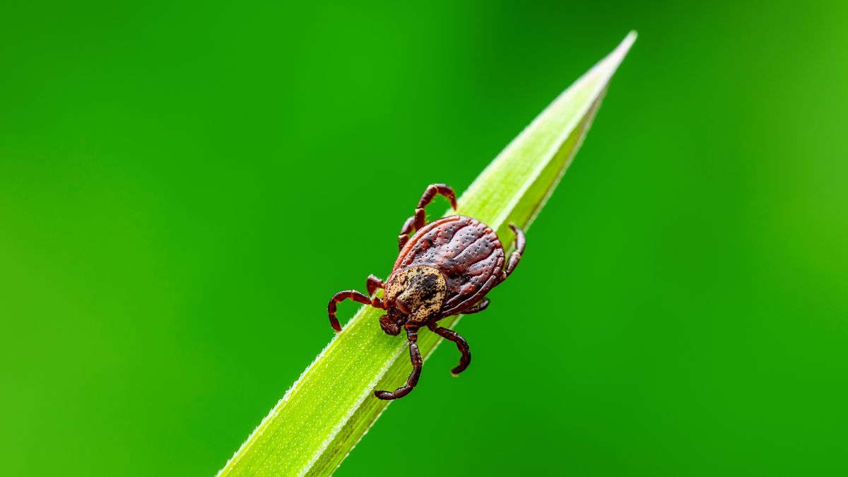 Tick on a blade of grass