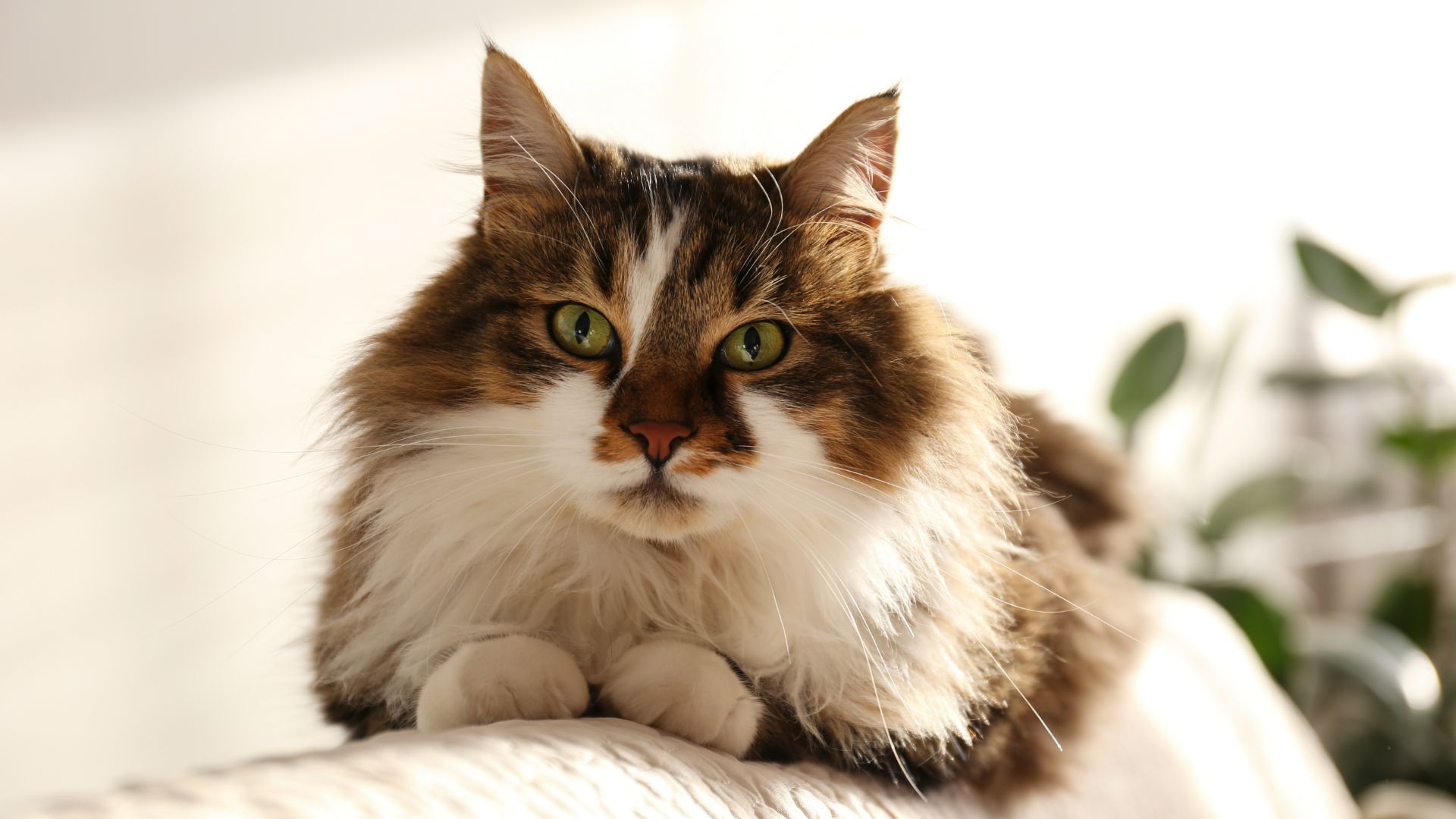 fluffy ragamuffin cat with white paws and ruff lying on the back of a couch