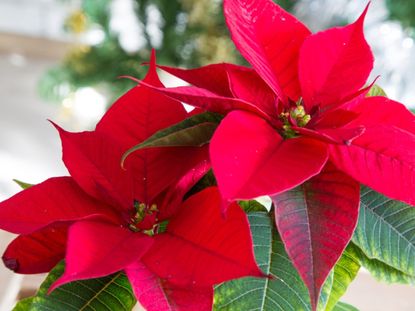 Poinsettia Plants