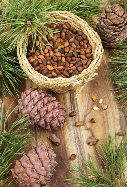 Basket Full Of Pine Nuts