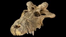 A skull of the extinct horned crocodile from Madagascar (Voay robustus), which is part of the American Museum of Natural History's paleontology collection.