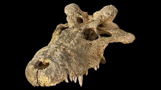 A skull of the extinct horned crocodile from Madagascar (Voay robustus), which is part of the American Museum of Natural History's paleontology collection.