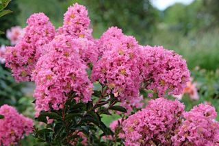 Pink Lagerstroemia, Crepe Myrtle, Sioux' in flower