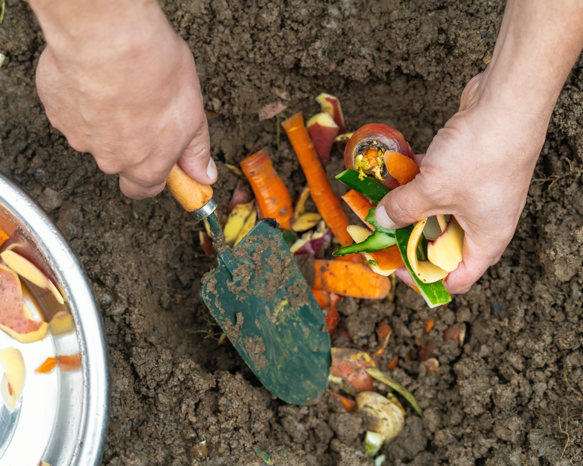 Gardener places compost in hole in ground