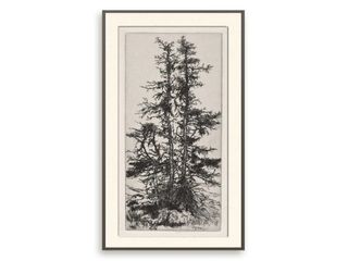 A botanical print of a tree