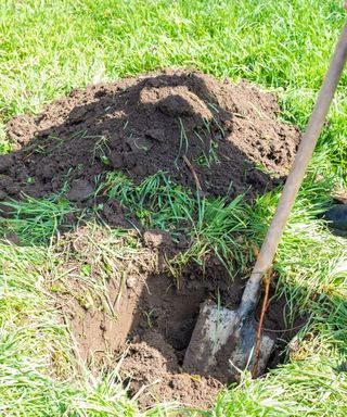 birch trees preparation by digging a shallow planting hole