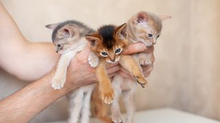 Three colors of Abyssinian cat, blue, fawn and ruddy