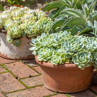 plant pots with succulents on patio