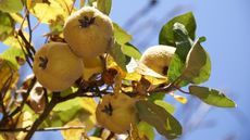 Ripening yellow fruits on the branch of a quince tree