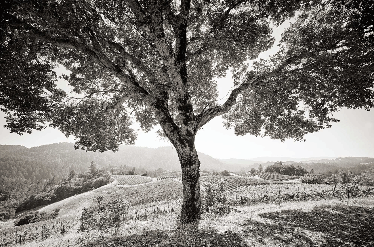 Cornell Vineyards oak tree