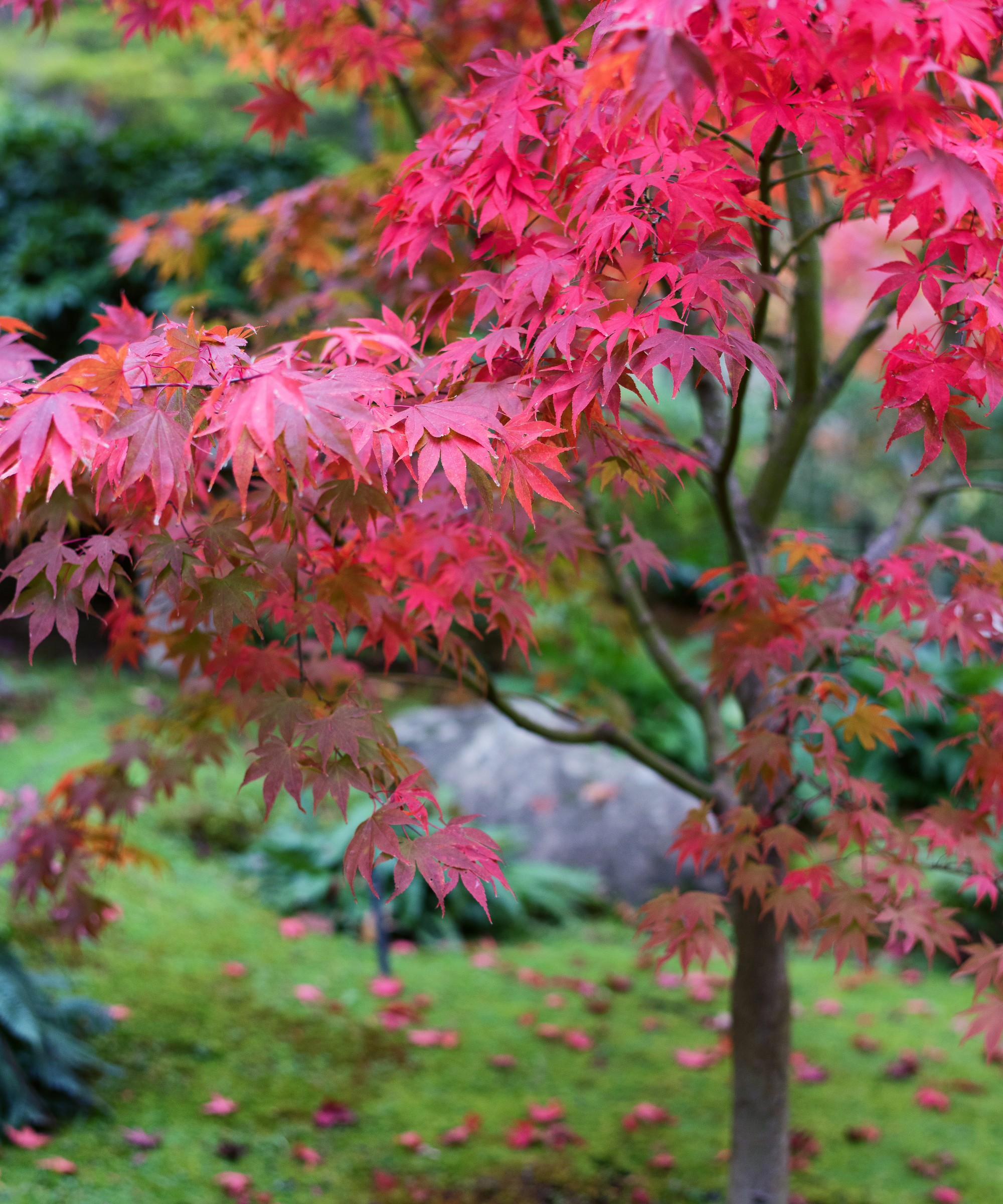 Red Japanese maple acer