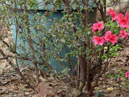 Dying Azalea Branches