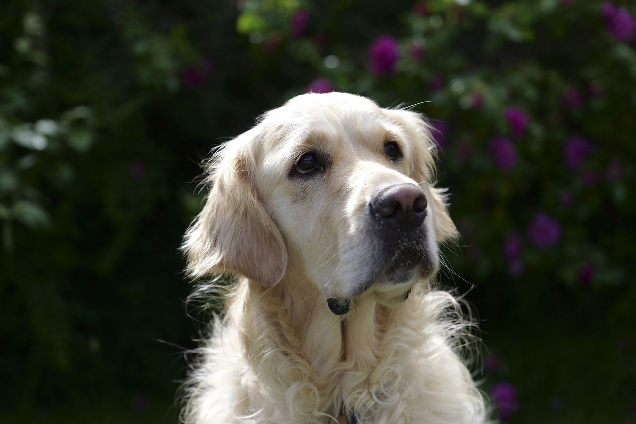 Panasonic Lumix S1 II sample gallery: golden retriever portrait, in bright light