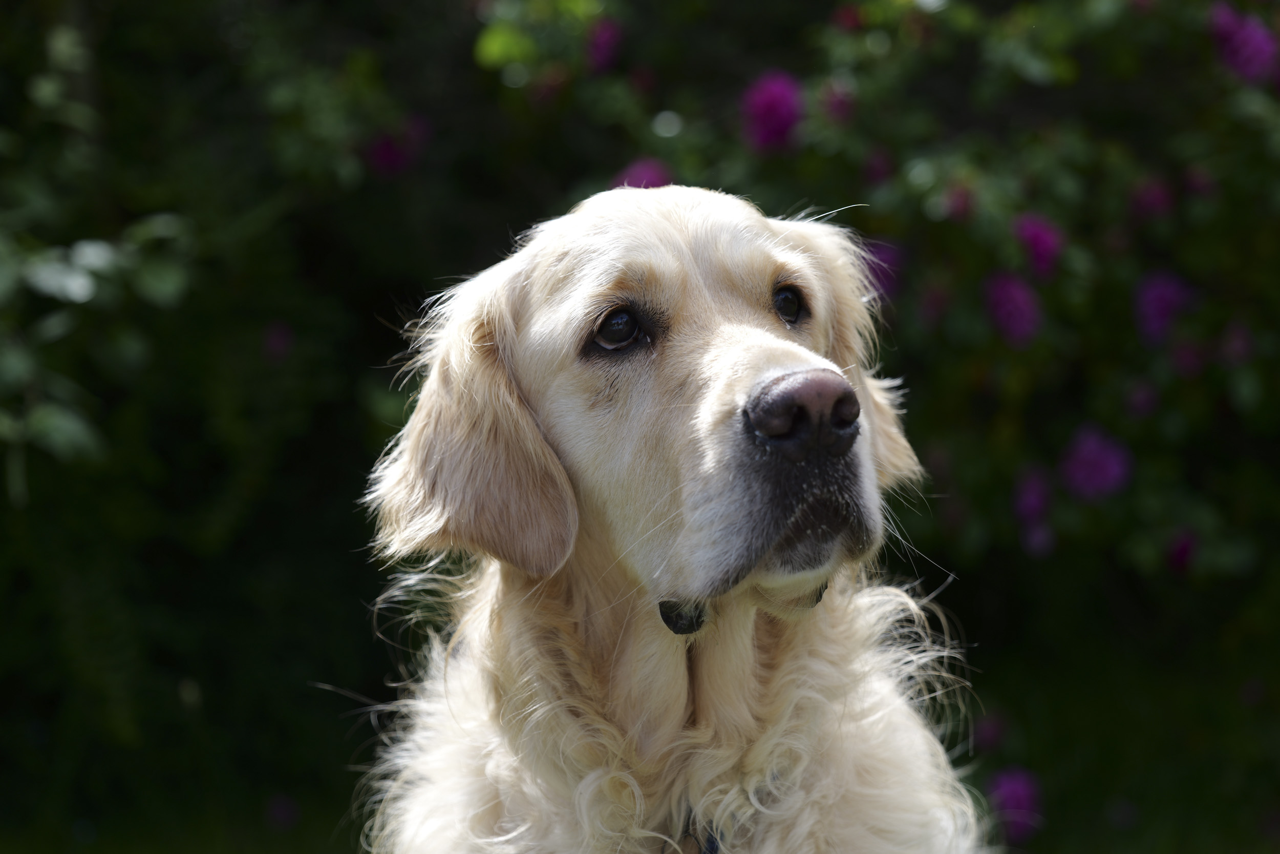 Panasonic Lumix S1 II sample gallery: golden retriever portrait, in bright light