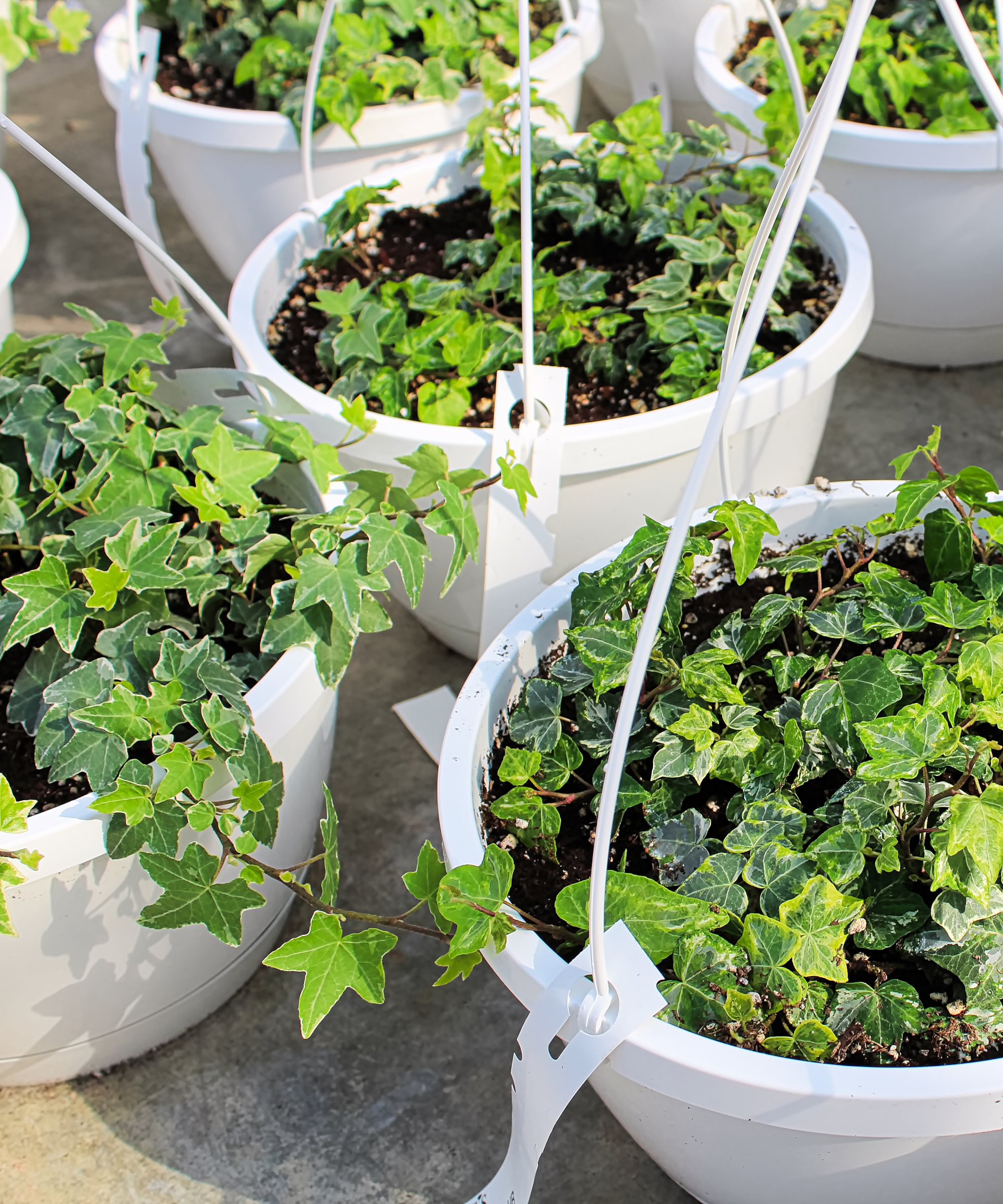 English ivy trailing out of hanging baskets