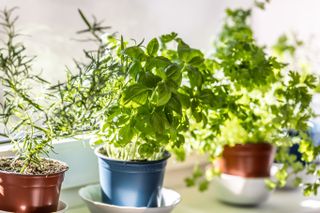 A basil planter by a window