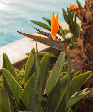 bird of paradise plant near pool
