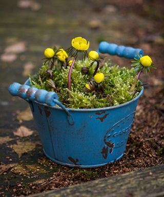 spring container ideas yellow aconites in blue planter