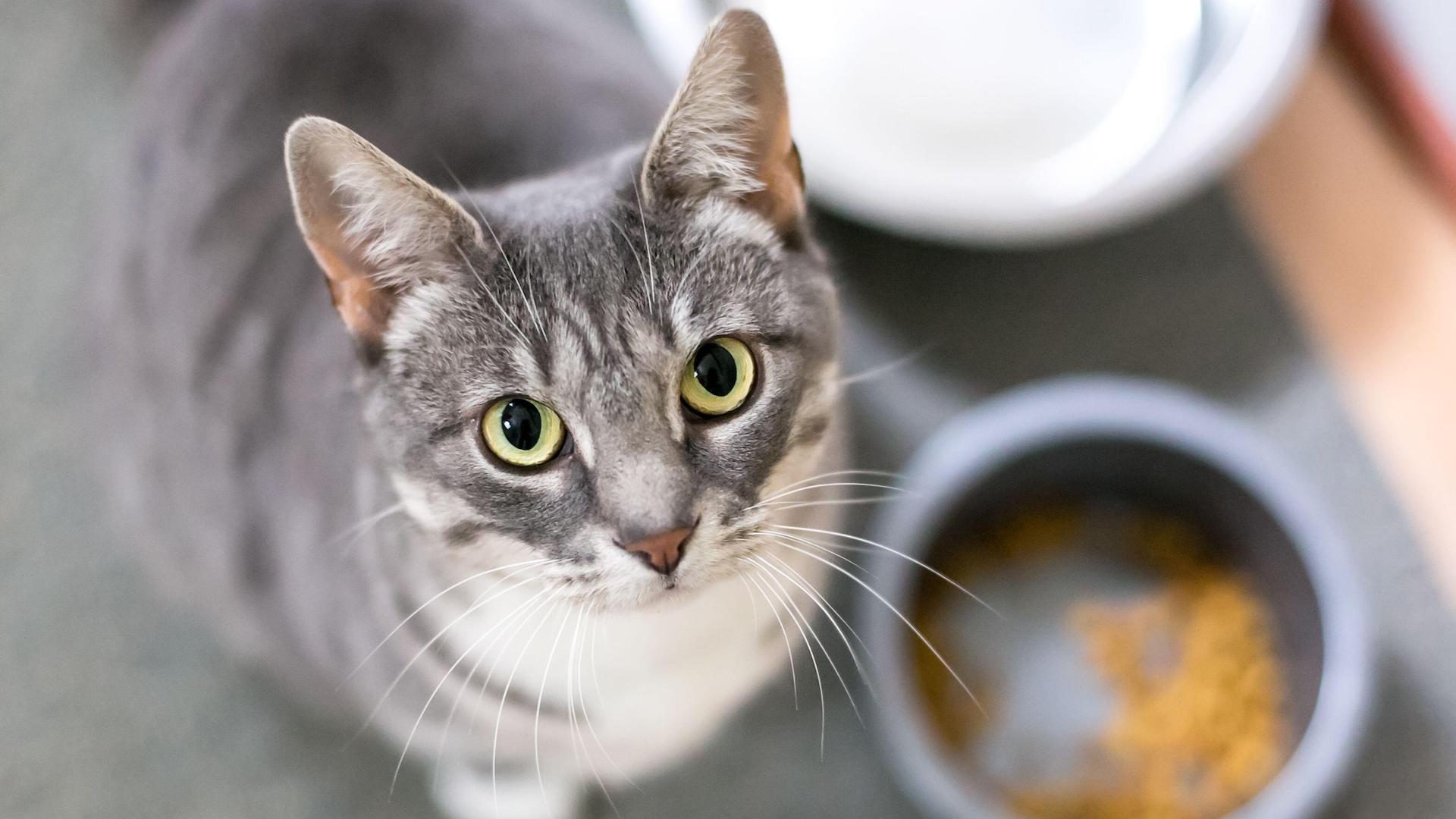 Cat looking up next to food bowl
