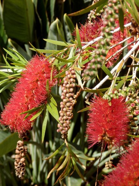 Red Bottlebrush Tree