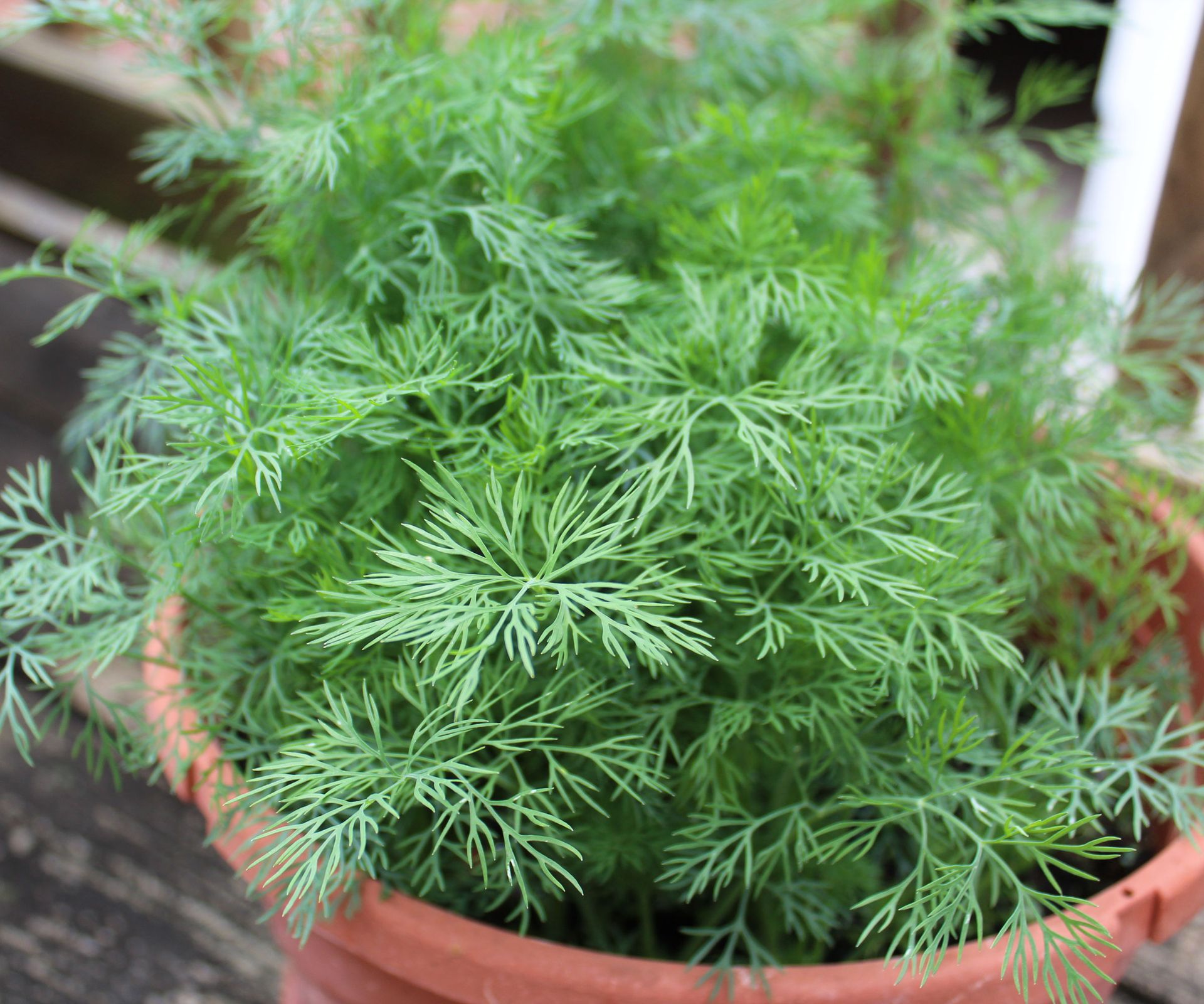 dill plant growing in container