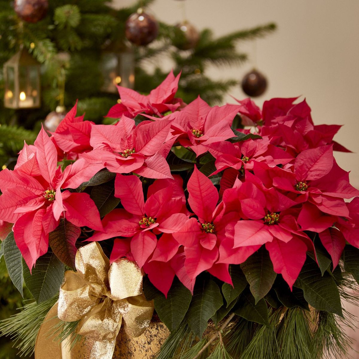 Comment prendre soin des poinsettias 