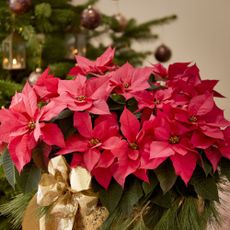 Red poinsettia houseplant with gold bow decoration and decorated Christmas tree in background