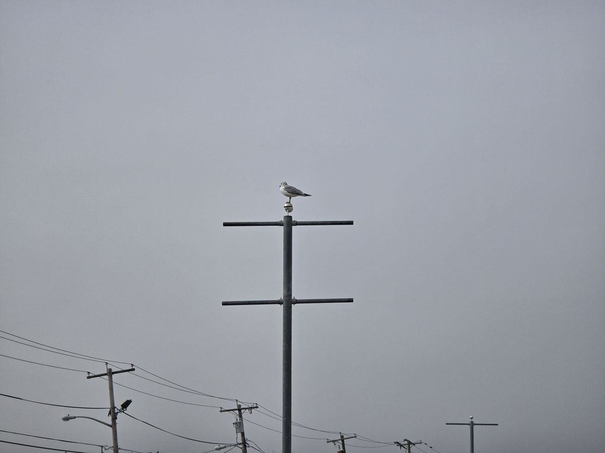 Samsung Galaxy S24 Ultra zoom sample.