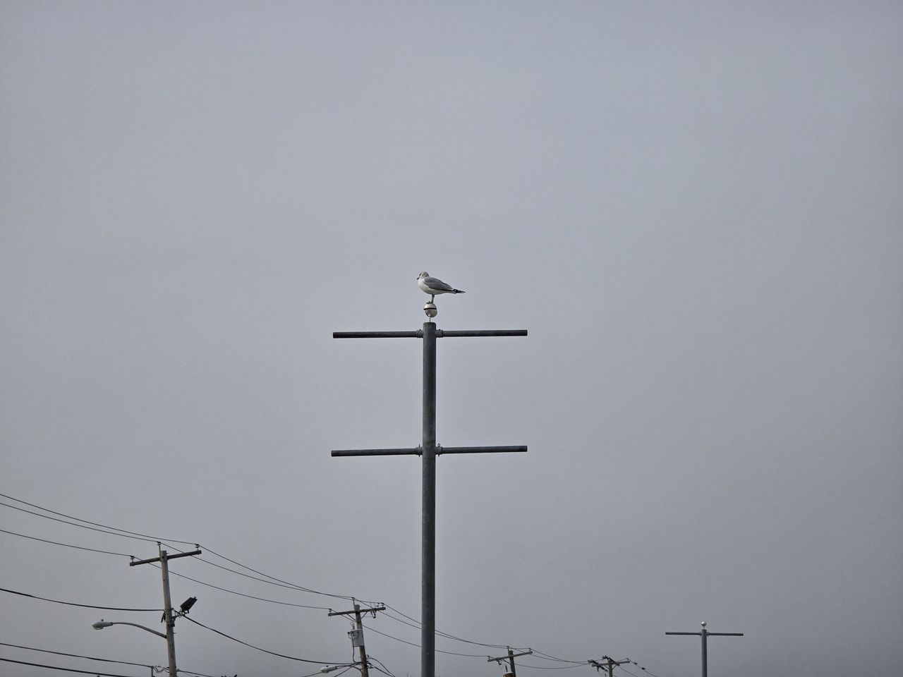 Samsung Galaxy S24 Ultra zoom sample.
