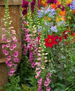 foxgloves growing in a mixed bed