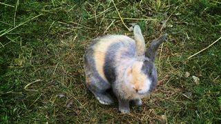 Harlequin rabbit sitting outside