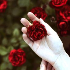 Woman's hand holding a vibrant red rose (birth month flower for June)