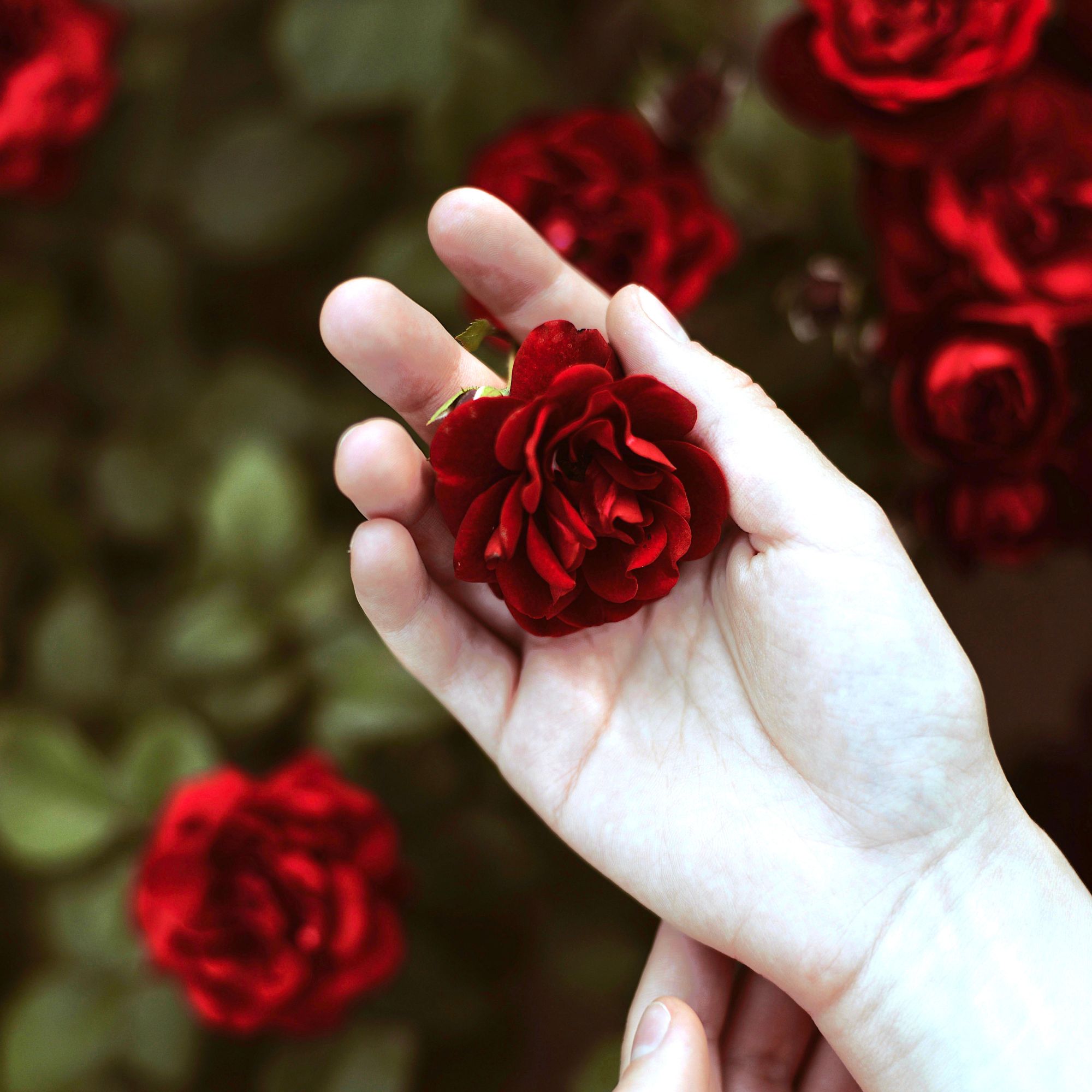 Woman's hand holding a vibrant red rose (birth month flower for June)
