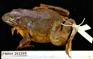The mummy of a bullfrog that naturally mummified in Niger.