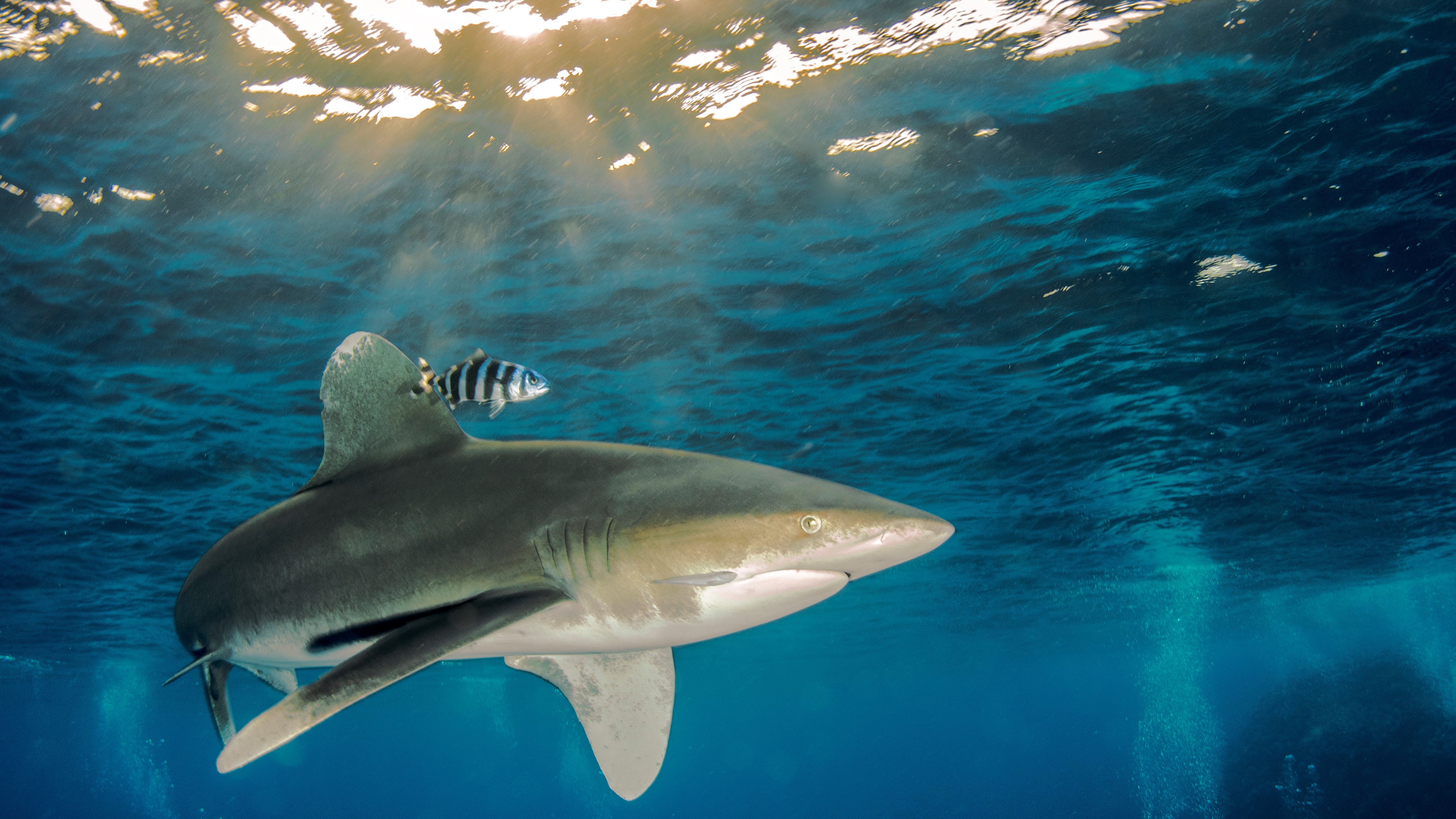 An oceanic whitetip shark swimming near the surface of the sea