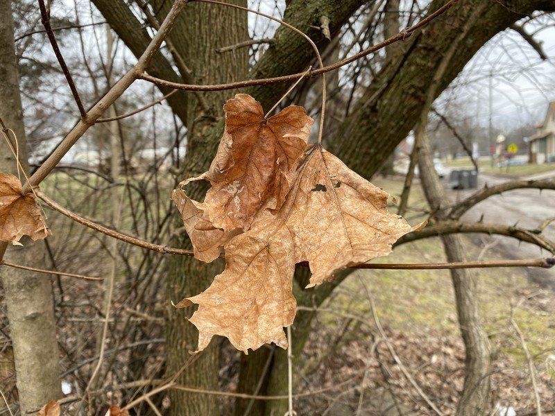 Dead leaf shot on the iPhone 11