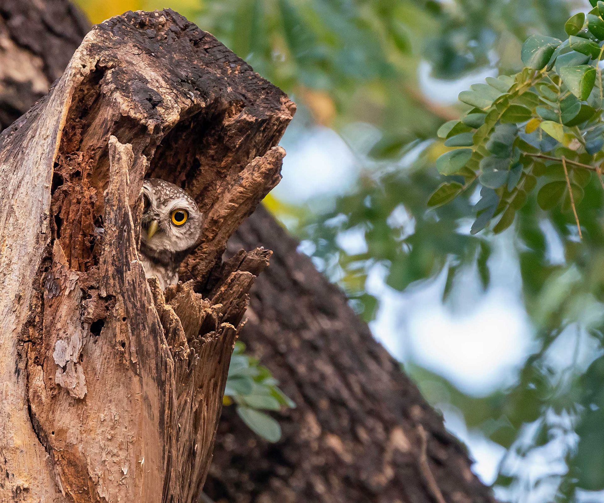 How to attract owls to your yard pro tips to try Homes & Gardens