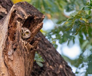 a spotted owl in a tree trunk