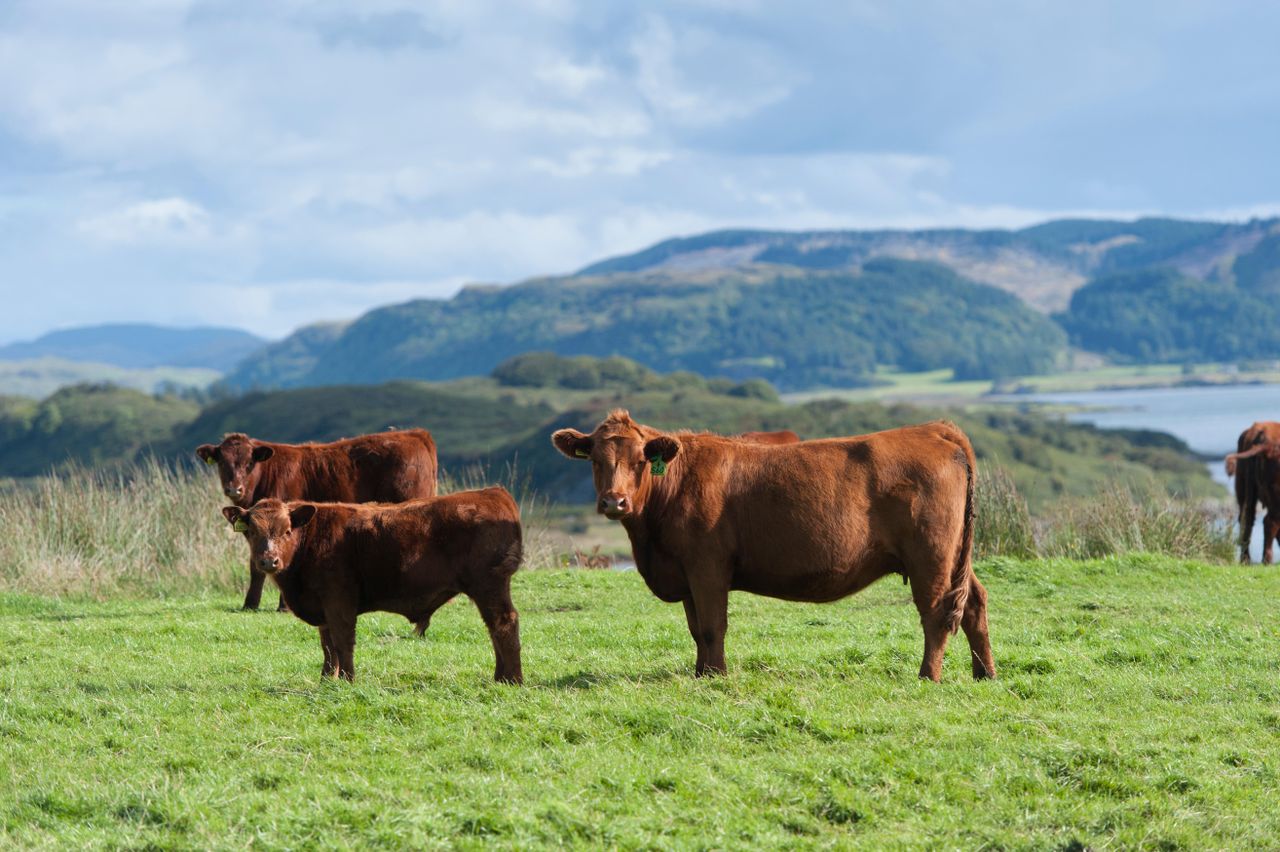 Dairy cattle remain steady, but beef cattle numbers have dropped due to a challenging market.