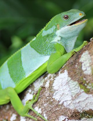 A male Central Fijian banded iguana, Brachylophus bulabula, from Ovalau Island, Fiji.