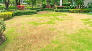 An unhealthy lawn with brown patches