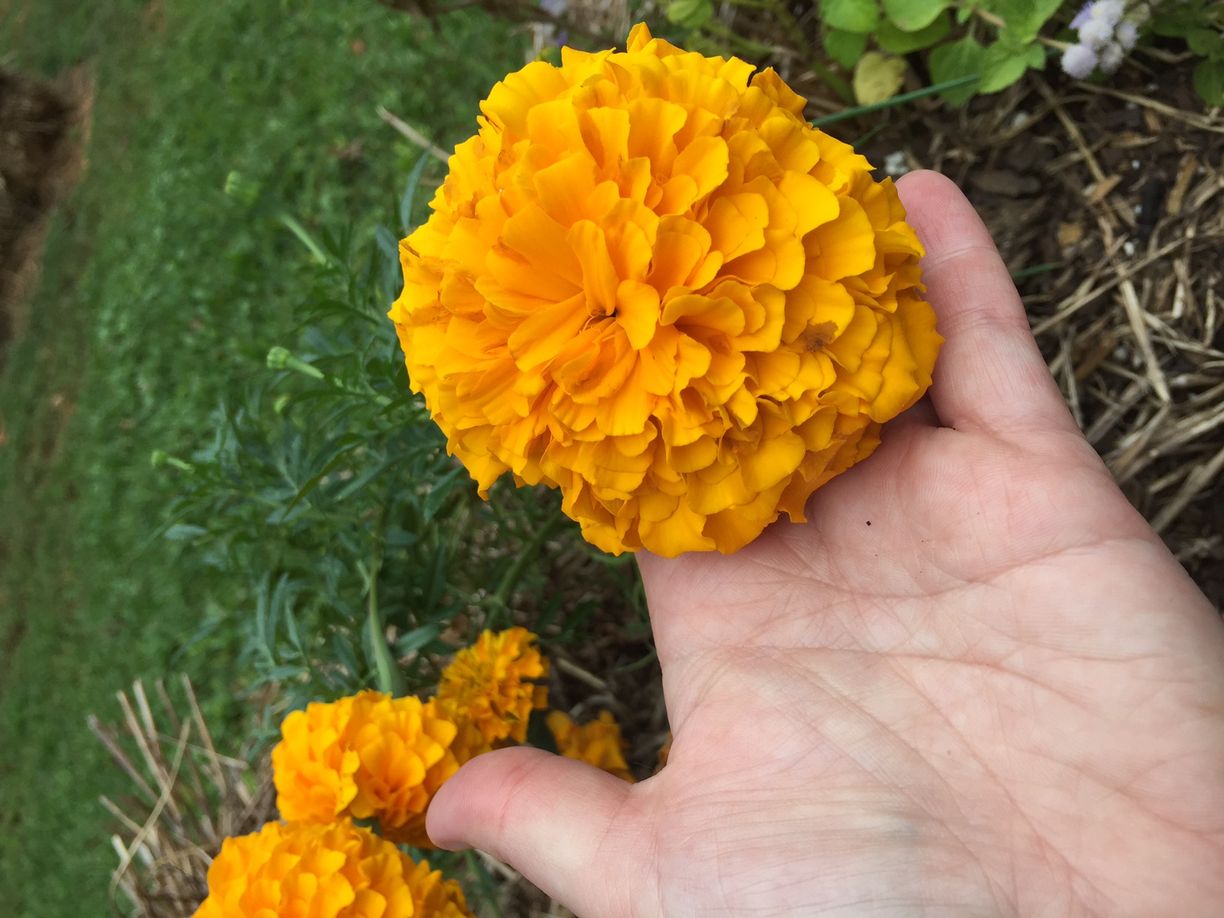 Bold Yellow African Marigold Flowers Planted in a Home Garden