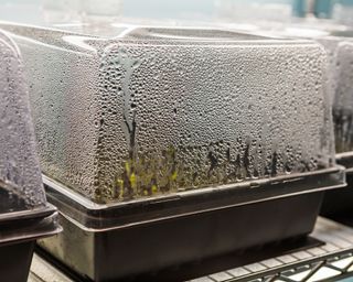 Humidity dome on seed trays