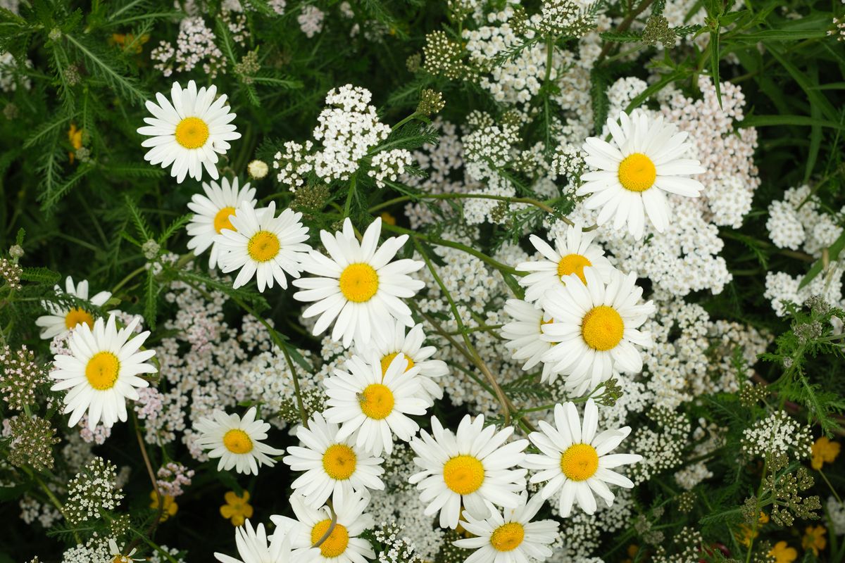 A dense cluster of white daisies with bright yellow centers surrounded by smaller wildflowers and green foliage.