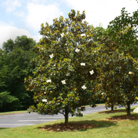 Magnolia grandiflora, Fast Growing Trees