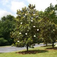 Magnolia grandiflora, Fast Growing Trees