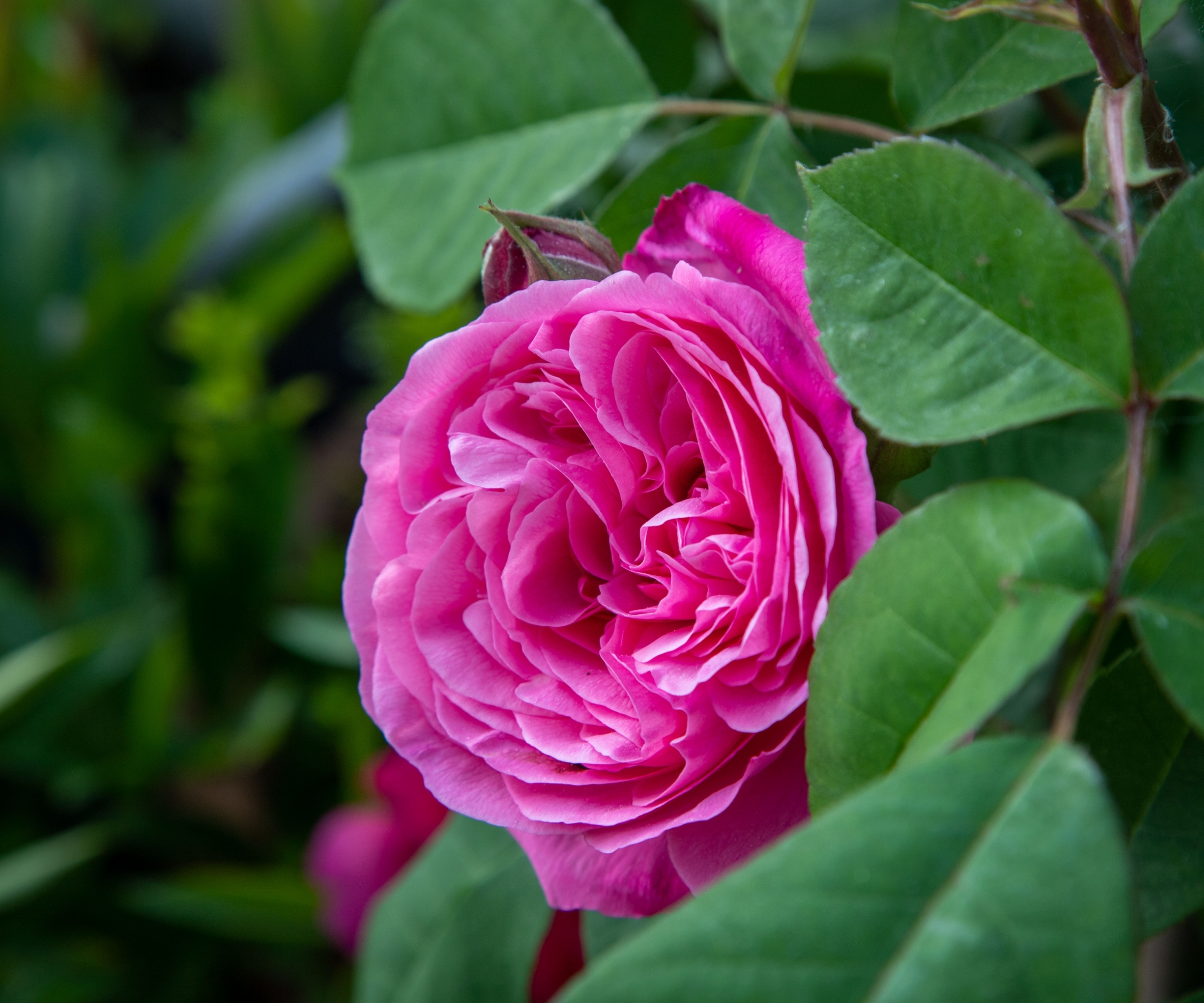A single pink Gertrude Jekyll rose in bloom against green foliage