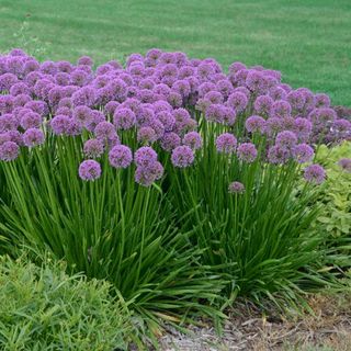 Millenium Allium Potted Flowering Perennial Plant